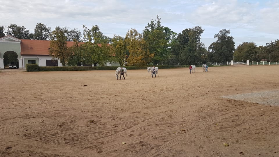 Le haras national de Kladruby | Photo: Zdeňka Kuchyňová,  Radio Prague Int.