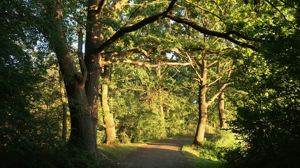 Des arbres auprès de l'étang de Milčany, photo: Štěpánka Budková Des arbres auprès de l'étang de Milčany, photo: Štěpánka Budková