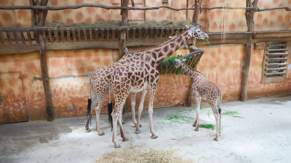 Girafe de Rothschild | Photo: Barbora Navrátilová,  Radio Prague Int.