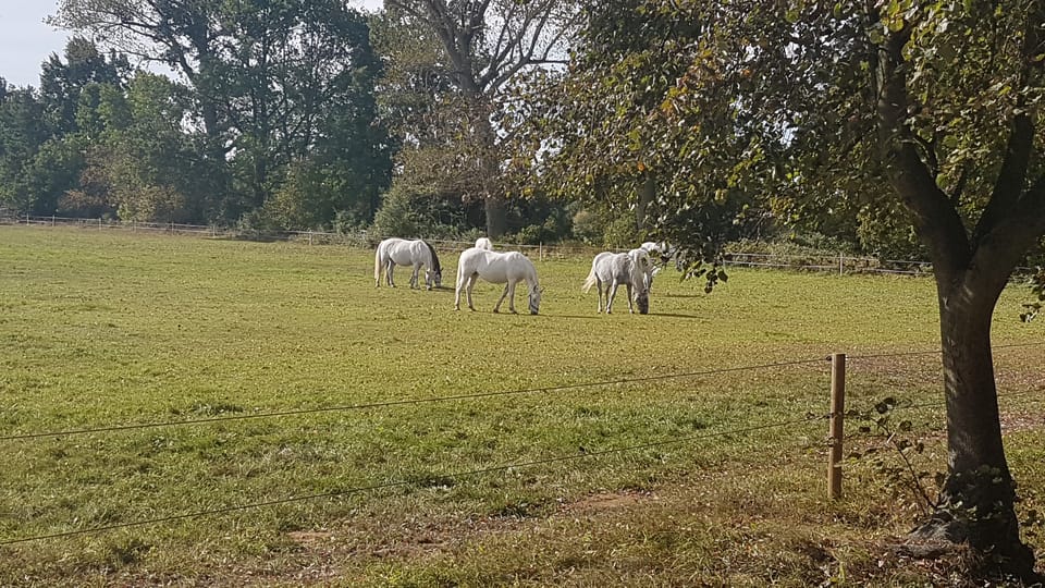 Le haras national de Kladruby | Photo: Zdeňka Kuchyňová,  Radio Prague Int.