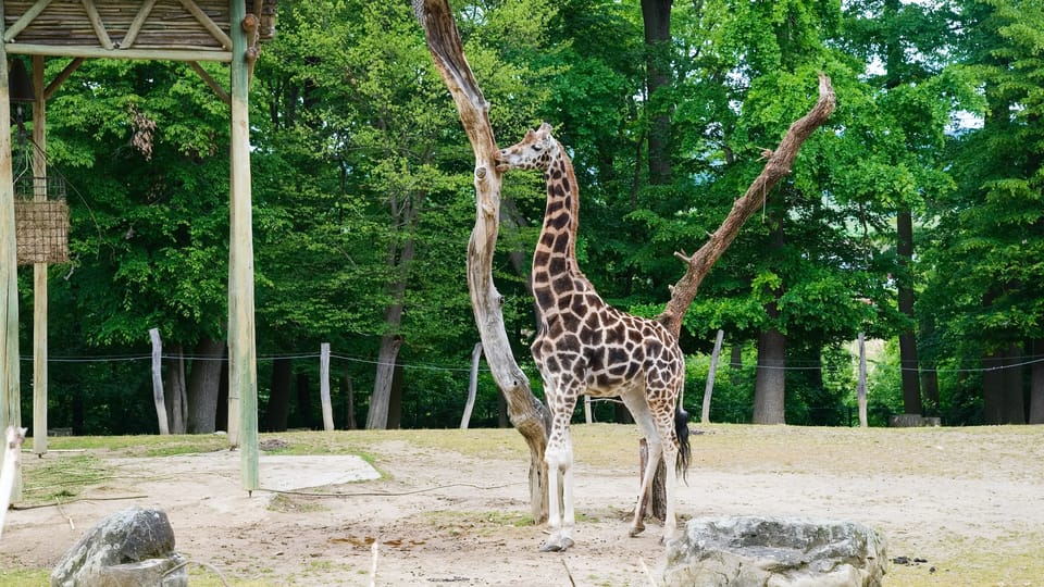 Girafe de Rothschild | Photo: Barbora Navrátilová,  Radio Prague Int.