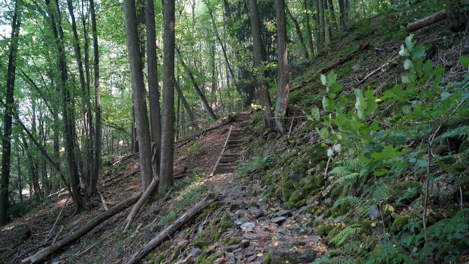 Le sentier de découverte revient ensuite vers l’est en longeant le versant nord de la colline Drbákov, dont le terrain est plus difficile | Photo: Miloš Turek, Radio Prague Int. Le sentier de découverte revient ensuite vers l’est en longeant le versant nord de la colline Drbákov, dont le terrain est plus difficile | Photo: Miloš Turek, Radio Prague Int.