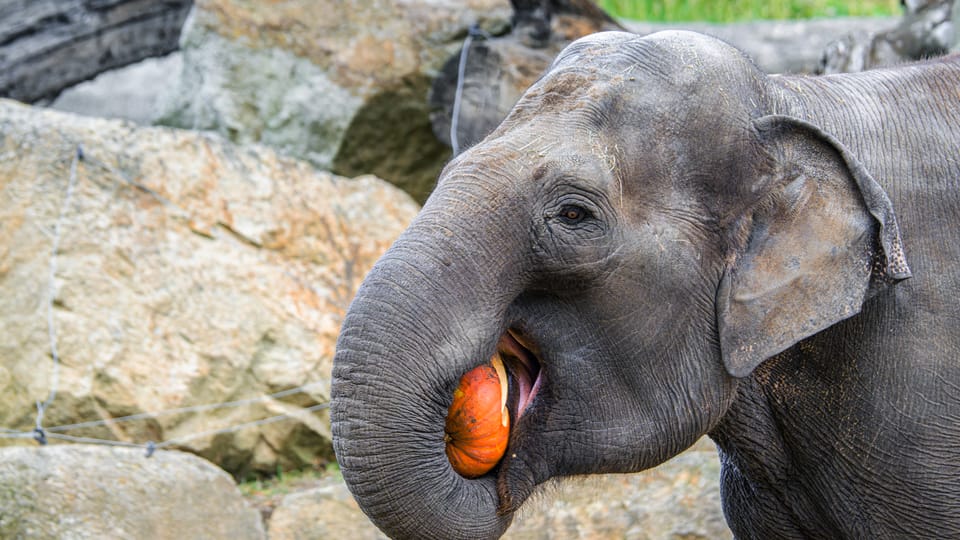 Photo: ZOO Praha