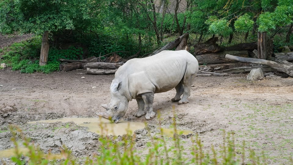 Rhinocéros blanc du Sud | Photo: Barbora Navrátilová,  Radio Prague Int.