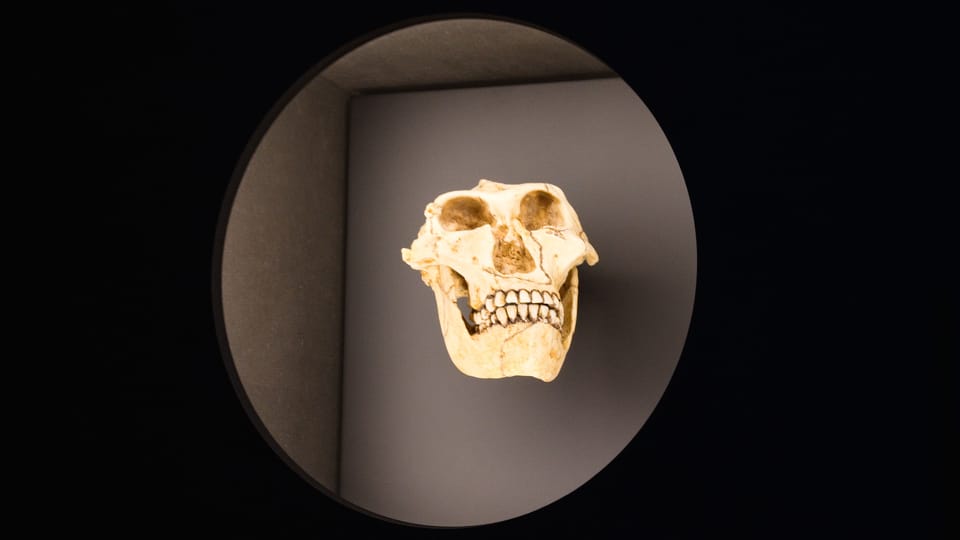 Australopithecus robustus | Photo: Barbora Navrátilová, Radio Prague Int. Australopithecus robustus | Photo: Barbora Navrátilová, Radio Prague Int.
