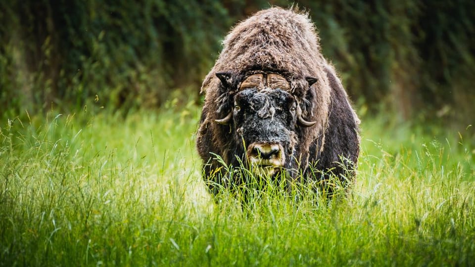 Photo: Zoopark Chomutov Photo: Zoopark Chomutov