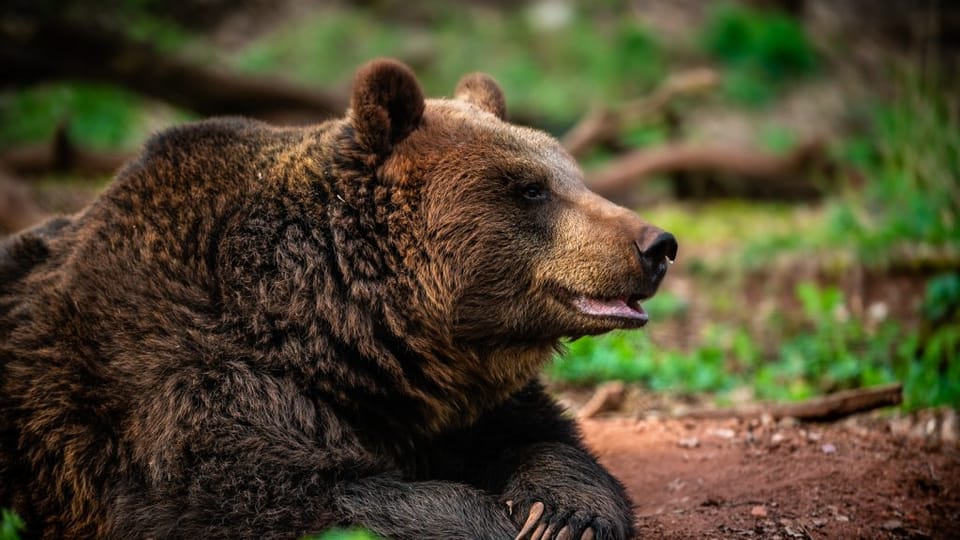Photo: Zoopark Chomutov Photo: Zoopark Chomutov