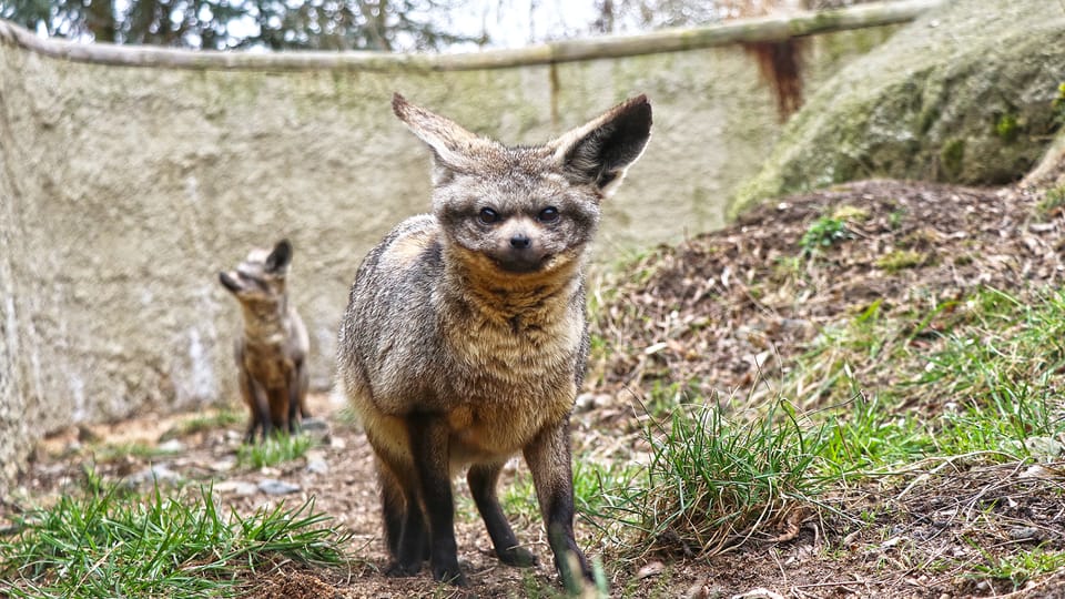 Otocyon | Photo: Kateřina Misíková,  ZOO Plzeň