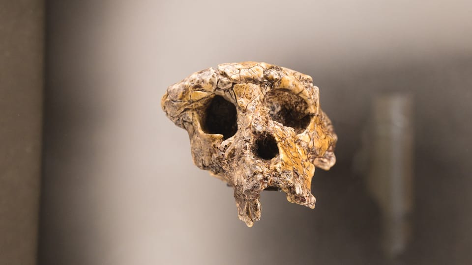 Sahelanthropus tchadensis | Photo: Barbora Navrátilová, Radio Prague Int. Sahelanthropus tchadensis | Photo: Barbora Navrátilová, Radio Prague Int.