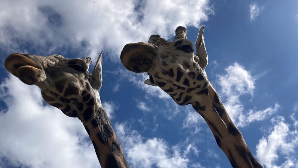 Girafe de Rothschild | Photo: Olga Vasinkevich,  Radio Prague Int.