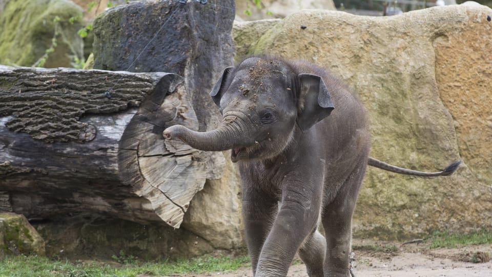 Max | Photo: ZOO Praha