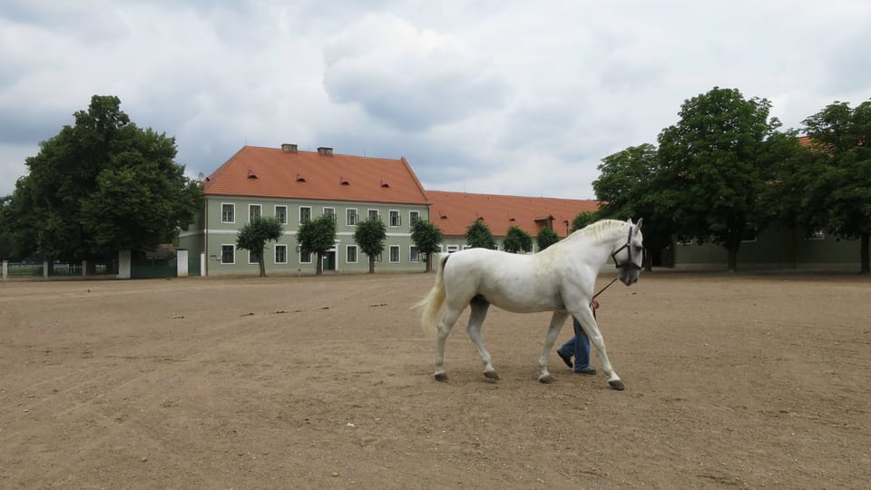 Le haras national de Kladruby nad Labem | Photo: Tereza Brázdová, ČRo Le haras national de Kladruby nad Labem | Photo: Tereza Brázdová, ČRo