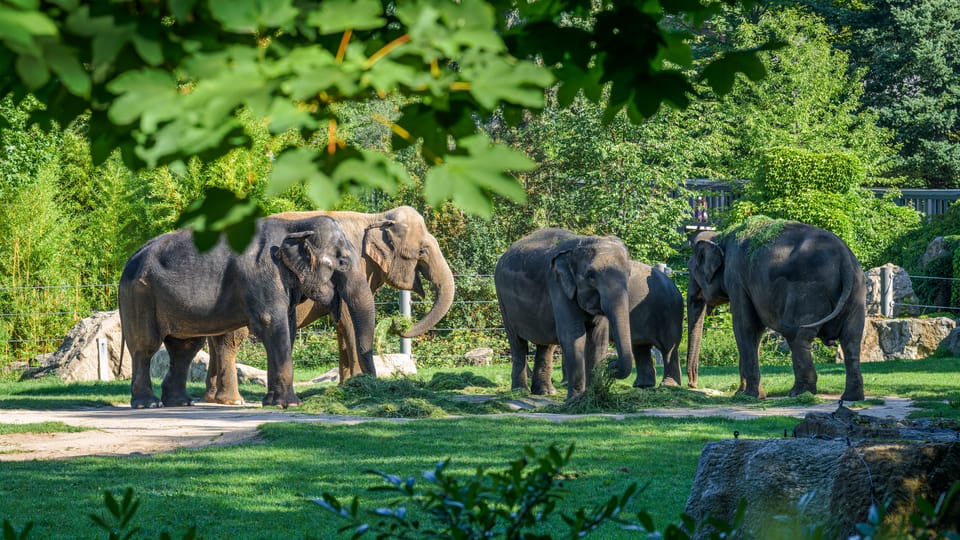 Photo: ZOO Praha Photo: ZOO Praha