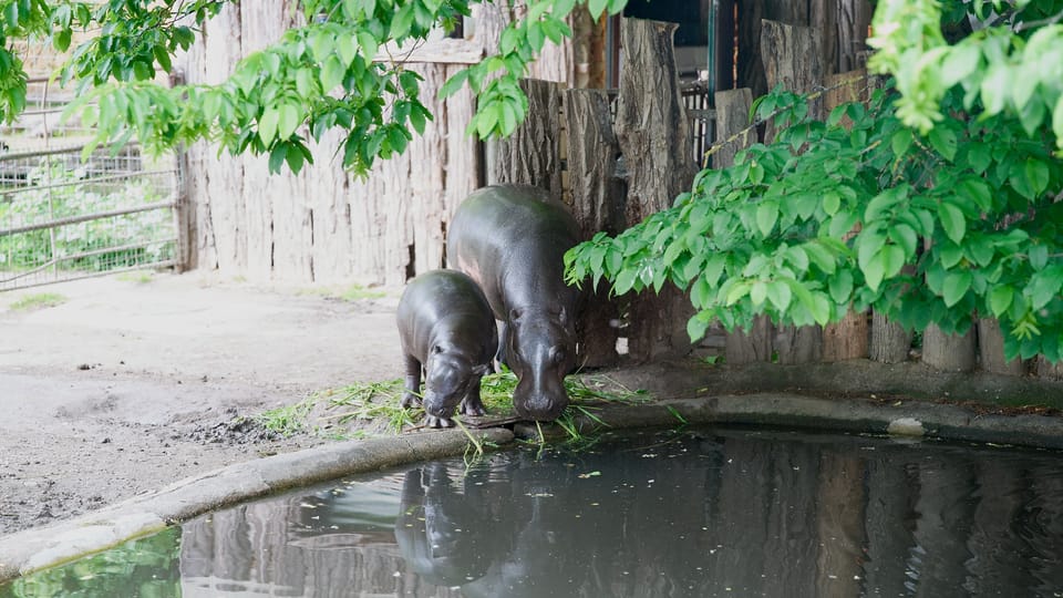 Hippopotame pygmée | Photo: Barbora Navrátilová,  Radio Prague Int.