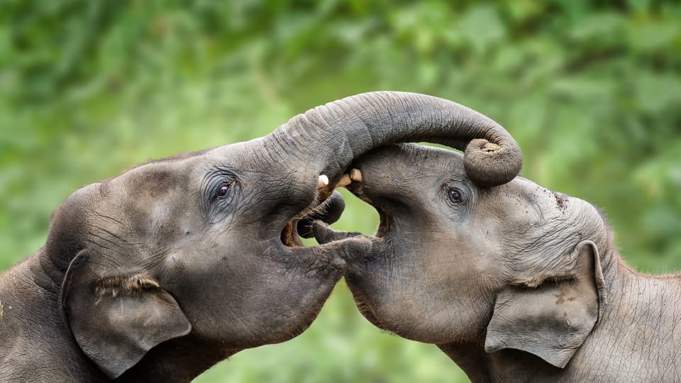 Max  (à gauche) et Rudi | Photo: ZOO Praha