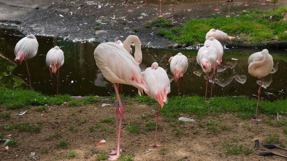 Flamant rose | Photo: Barbora Navrátilová, Radio Prague Int. Flamant rose | Photo: Barbora Navrátilová, Radio Prague Int.