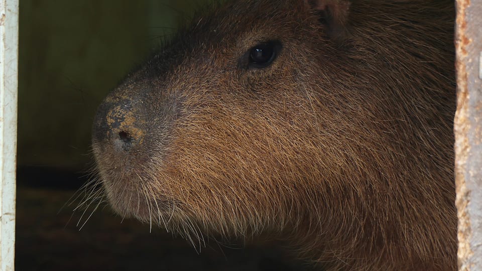 Capybara | Photo: Kateřina Misíková, ZOO Plzeň Capybara | Photo: Kateřina Misíková, ZOO Plzeň