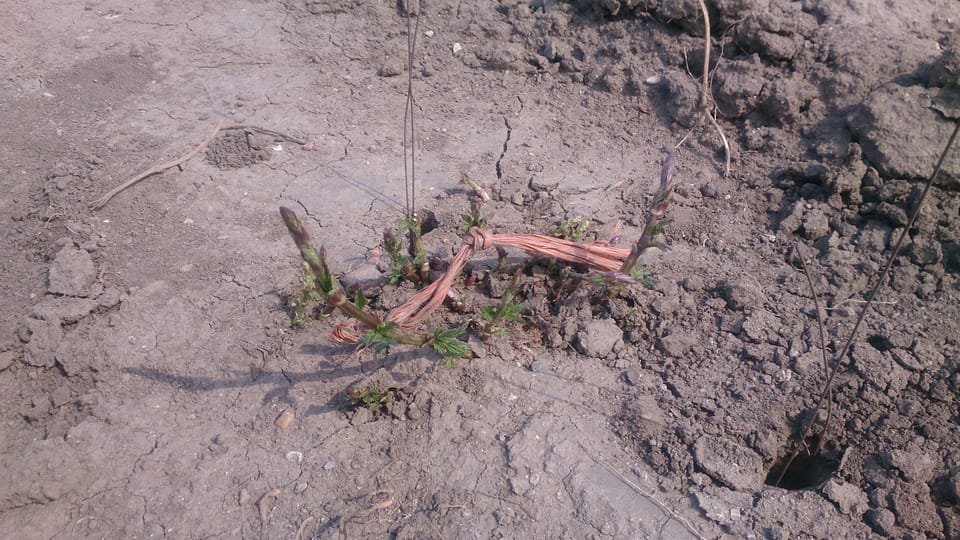 Plants de houblon au début du printemps, photo: Alexis Rosenzweig Plants de houblon au début du printemps, photo: Alexis Rosenzweig