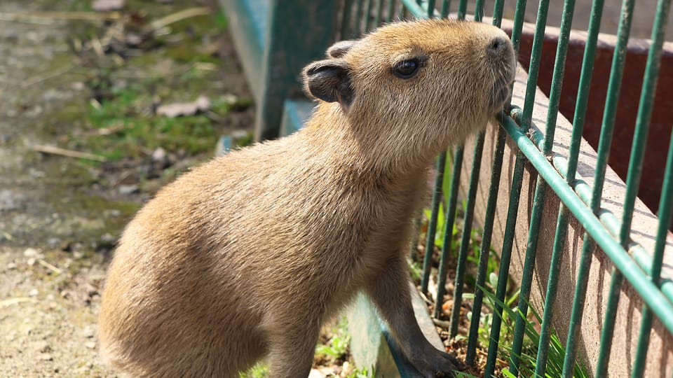 Capybara | Photo: Kateřina Misíková, ZOO Plzeň Capybara | Photo: Kateřina Misíková, ZOO Plzeň