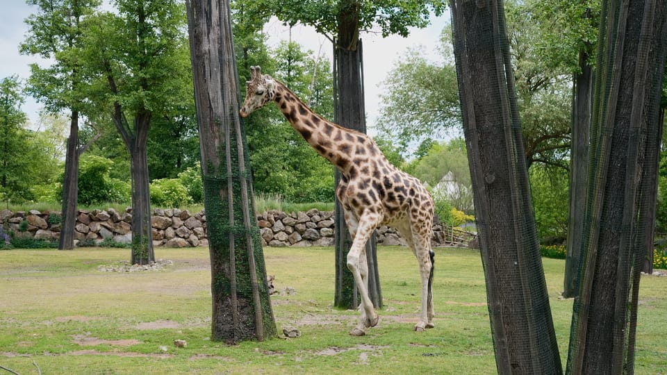 Girafe de Rothschild | Photo: Barbora Navrátilová,  Radio Prague Int.