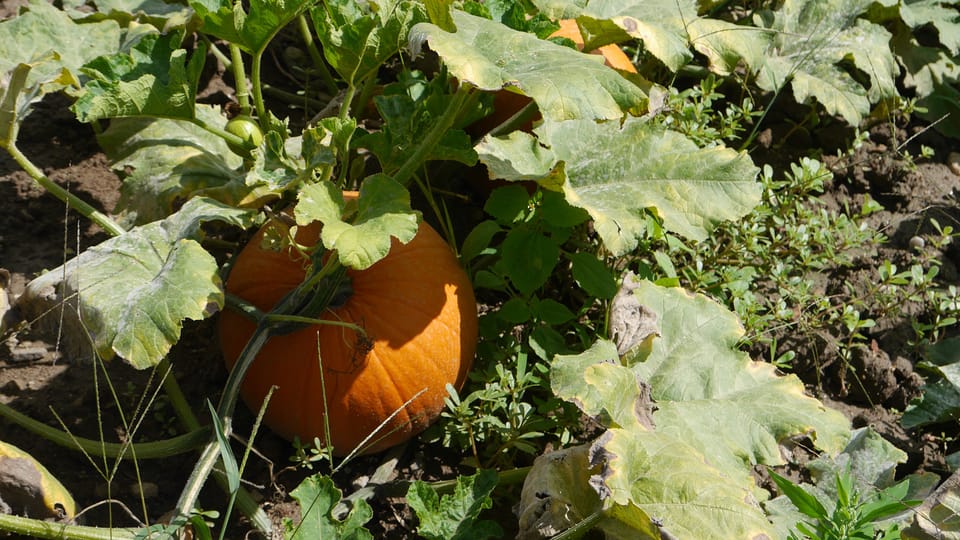 Un jardin à Přibice, photo: Magdalena Hrozínková Un jardin à Přibice, photo: Magdalena Hrozínková