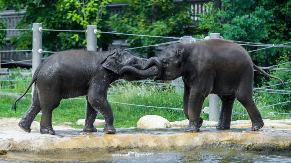 Rudi  (à gauche) et Max | Photo: ZOO Praha