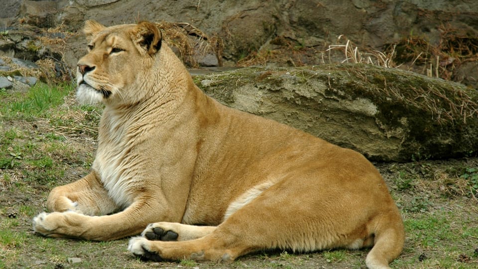 Photo: Zoo Olomouc Photo: Zoo Olomouc