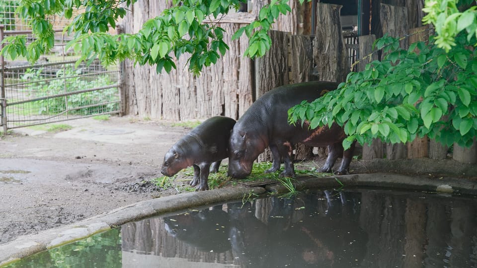 Hippopotame pygmée | Photo: Barbora Navrátilová, Radio Prague Int. Hippopotame pygmée | Photo: Barbora Navrátilová, Radio Prague Int.