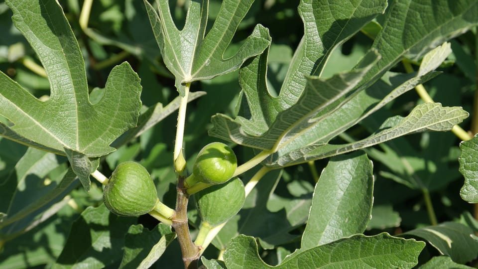 Des figues, photo: Magdalena Hrozínková Des figues, photo: Magdalena Hrozínková