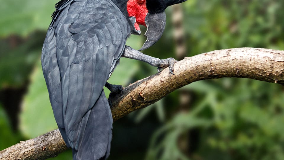 Photo: Petr Hamerník,  Zoo Praha