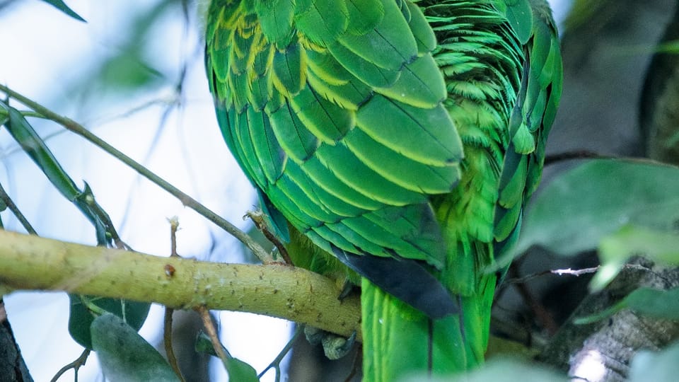 Photo: Petr Hamerník,  Zoo Praha