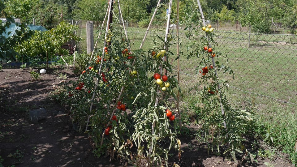 Un jardin à Přibice, photo: Magdalena Hrozínková Un jardin à Přibice, photo: Magdalena Hrozínková