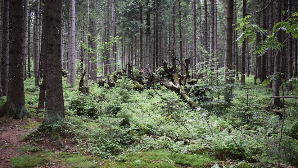 Rejvíz, photo: Vojtěch Ruschka Rejvíz, photo: Vojtěch Ruschka