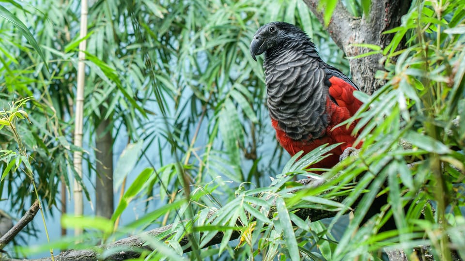 Photo: Petr Hamerník,  Zoo Praha