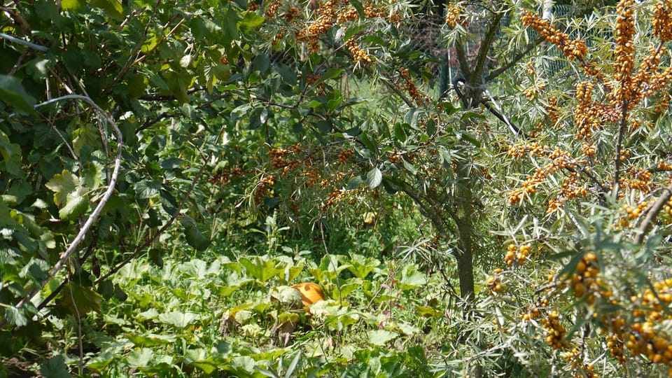 Un jardin à Přibice, photo: Magdalena Hrozínková Un jardin à Přibice, photo: Magdalena Hrozínková