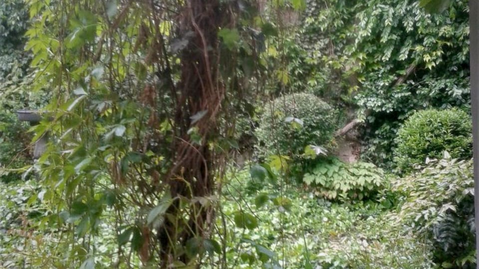 Le jardin des censeurs, photo: Site officiel de l’Open Gardens Weekend Le jardin des censeurs, photo: Site officiel de l’Open Gardens Weekend