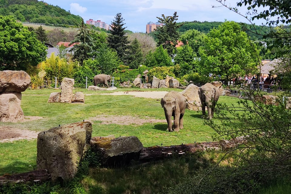Le zoo de Prague | Photo: Daniel Ordóñez, Radio Prague Int. Le zoo de Prague | Photo: Daniel Ordóñez, Radio Prague Int.