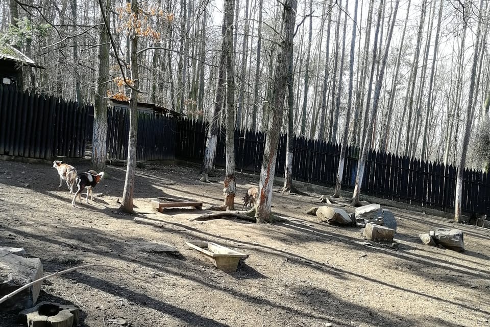 Le zoo au bois de Chuchle, photo: Štěpánka Budková Le zoo au bois de Chuchle, photo: Štěpánka Budková