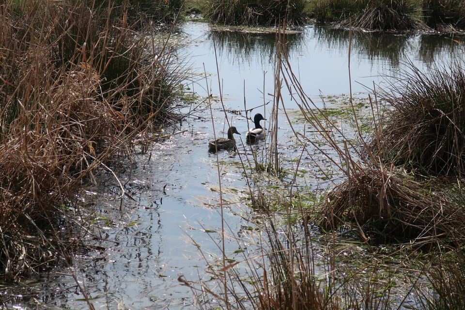 Le parc naturel Čihadla à Prague - Hostavice | Photo: Štěpánka Budková, Radio Prague Int. Le parc naturel Čihadla à Prague - Hostavice | Photo: Štěpánka Budková, Radio Prague Int.