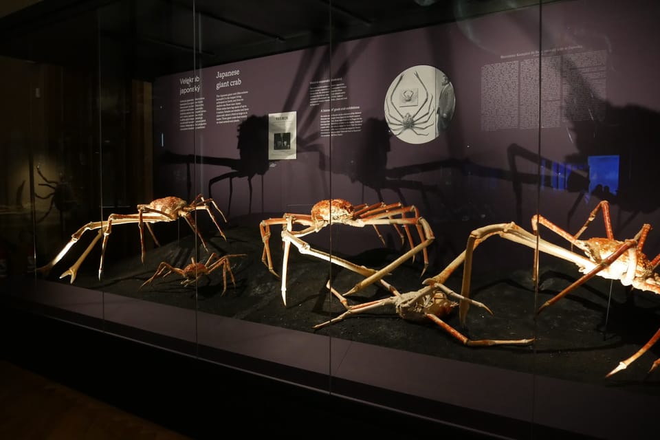 L’exposition 'Les Merveilles de l’Evolution' | Photo: Zoé Samin, Radio Prague Int. L’exposition 'Les Merveilles de l’Evolution' | Photo: Zoé Samin, Radio Prague Int.