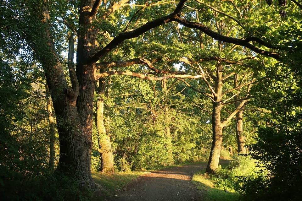 Des arbres auprès de l'étang de Milčany, photo: Štěpánka Budková Des arbres auprès de l'étang de Milčany, photo: Štěpánka Budková