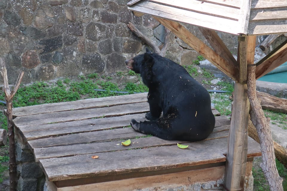 Un ours au château de Konopiště | Photo: Štěpánka Budková, Radio Prague Int. Un ours au château de Konopiště | Photo: Štěpánka Budková, Radio Prague Int.