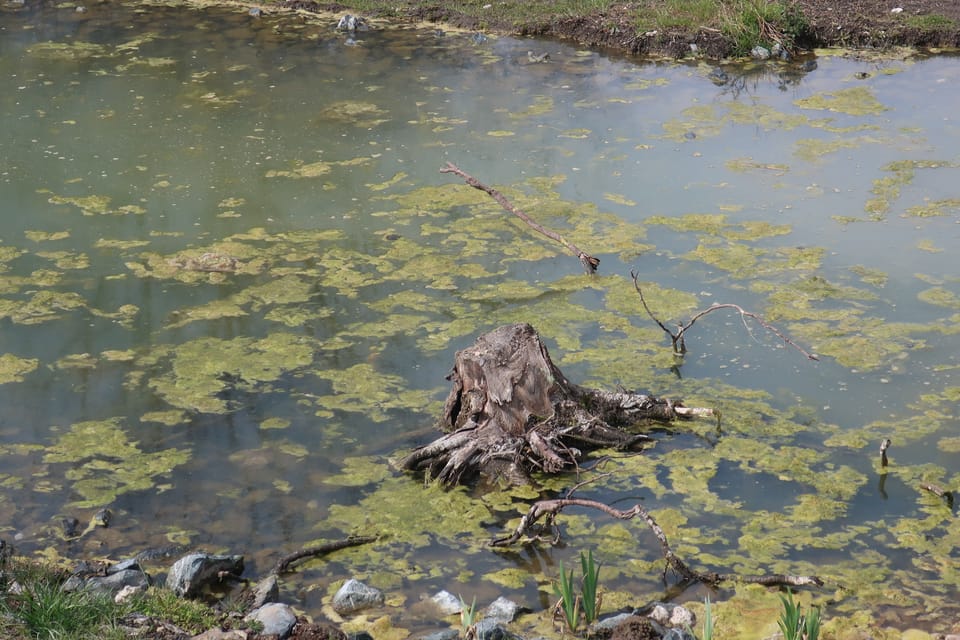 La petite rivière Rokytka à Prague - Kyje | Photo: Štěpánka Budková, Radio Prague Int. La petite rivière Rokytka à Prague - Kyje | Photo: Štěpánka Budková, Radio Prague Int.