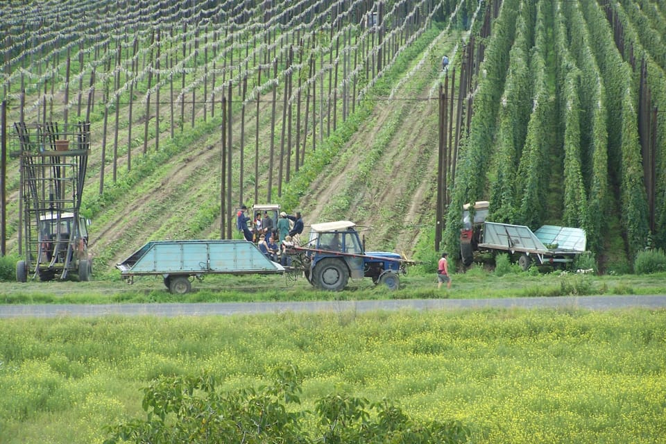 Houblon de Žatec | Photo: David Hertl, ČRo Houblon de Žatec | Photo: David Hertl, ČRo