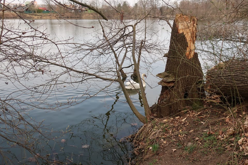 L’étang Pískovna à Prague - Dolní Počernice | Photo: Štěpánka Budková, Radio Prague Int. L’étang Pískovna à Prague - Dolní Počernice | Photo: Štěpánka Budková, Radio Prague Int.