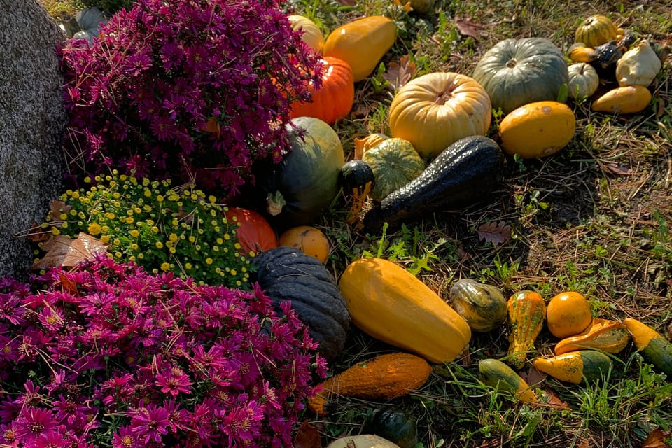 Les citrouilles au jardin botanique de Prague | Photo: Mélie Toussaint, Radio Prague Int. Les citrouilles au jardin botanique de Prague | Photo: Mélie Toussaint, Radio Prague Int.