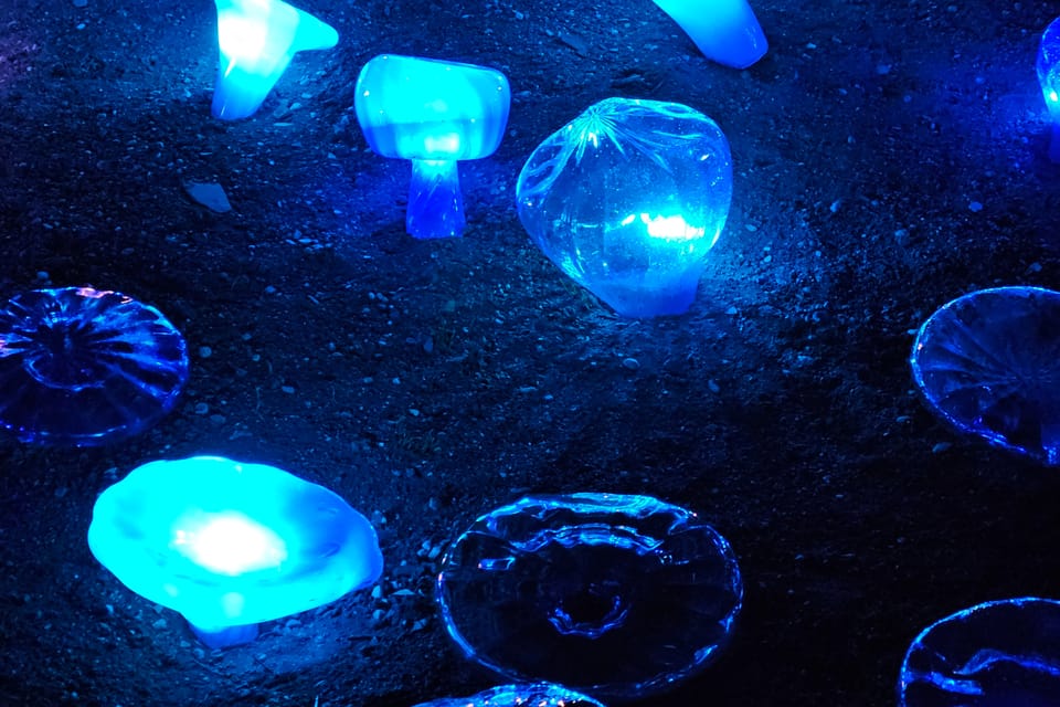 L’exposition 'Le jardin de cristal' de Jiří Pačinek au Jardin botanique de Prague | Photo: Štěpánka Budková, Radio Prague Int. L’exposition 'Le jardin de cristal' de Jiří Pačinek au Jardin botanique de Prague | Photo: Štěpánka Budková, Radio Prague Int.