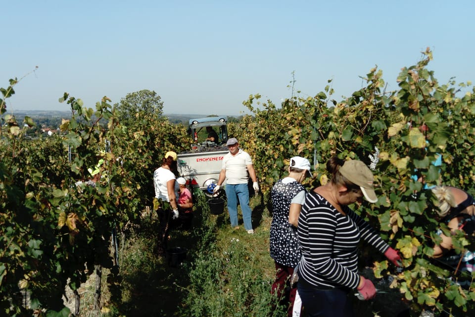 Vendanges | Photo: Alexis Rosenzweig, Radio Prague Int. Vendanges | Photo: Alexis Rosenzweig, Radio Prague Int.
