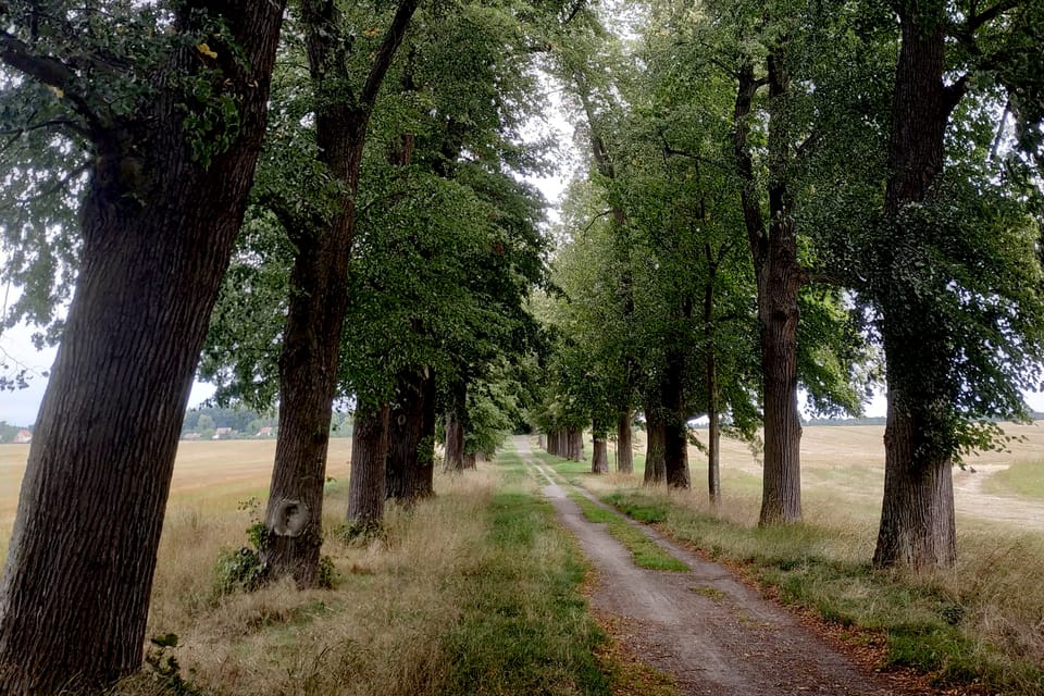 L'allée de tilleul de Zahrádky, photo: Bohumil Šimčík L'allée de tilleul de Zahrádky, photo: Bohumil Šimčík