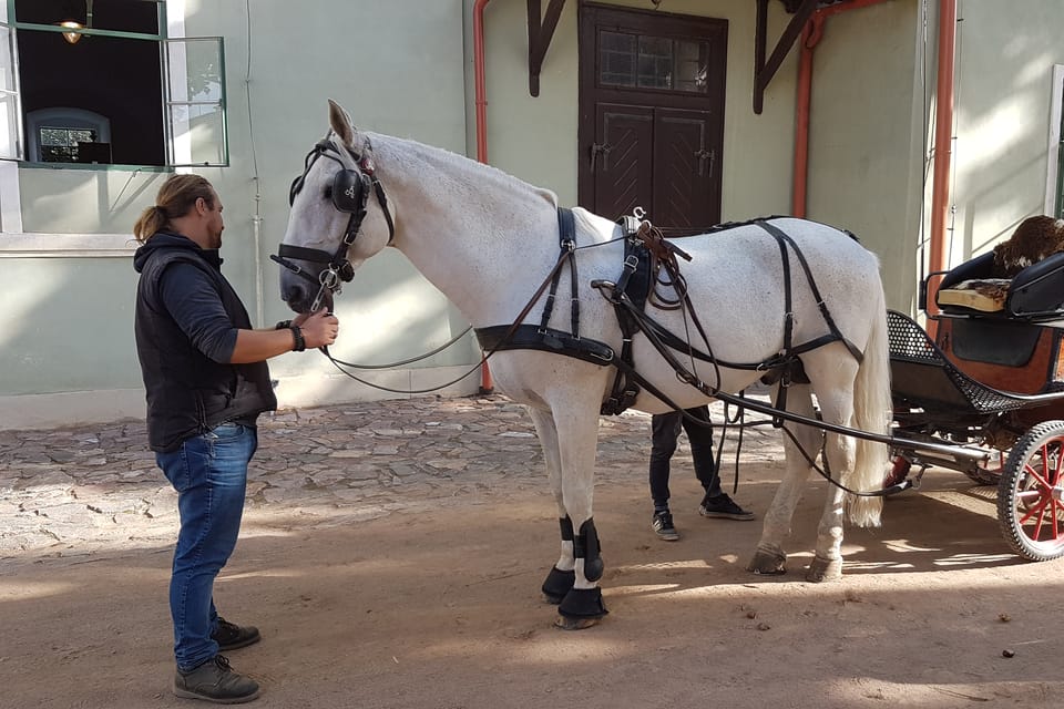 Le haras national de Kladruby | Photo: Zdeňka Kuchyňová, Radio Prague Int. Le haras national de Kladruby | Photo: Zdeňka Kuchyňová, Radio Prague Int.